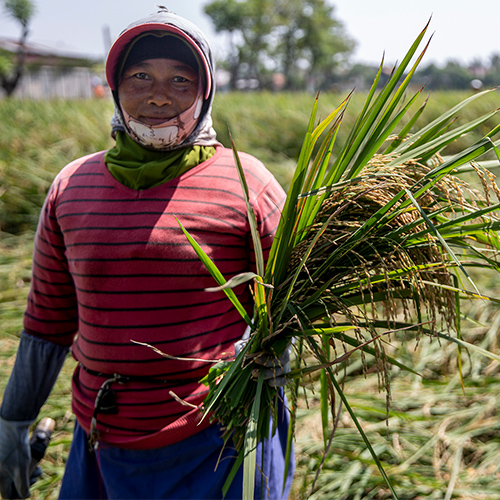 How does modern irrigation help Indonesia's farmers?