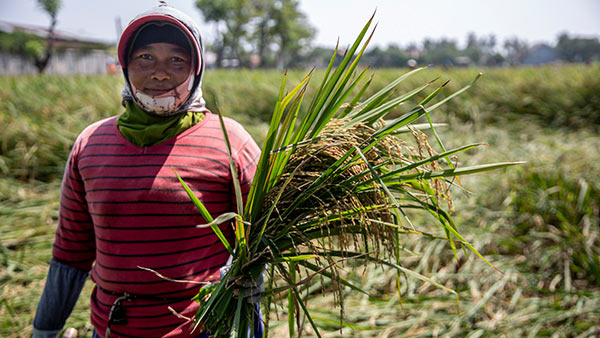 INDONESIA: Strategic Irrigation Modernization and Urgent Rehabilitation