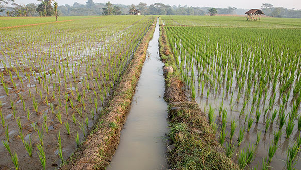 INDONESIA: Strategic Irrigation Modernization and Urgent Rehabilitation