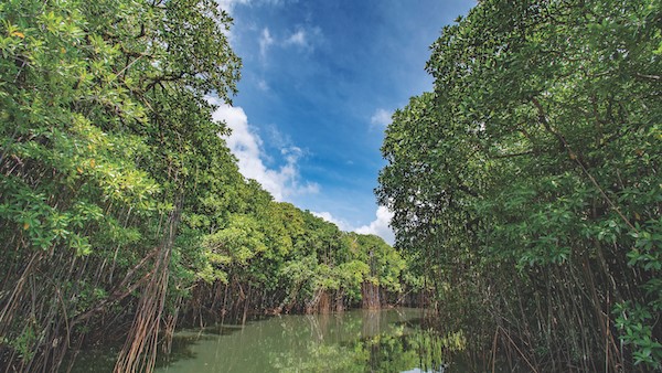 Bangladesh’s Wetlands as Infrastructure