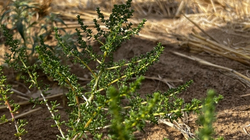 How China’s Forest Project is Transforming Agriculture in the North