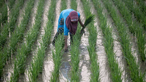 Strengthening Returns on Irrigation Infrastructure Investment: Lessons from Indonesia