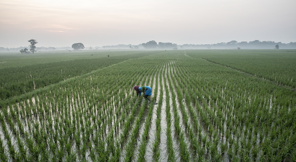 fmail lang irrigation fmail lang irrigation